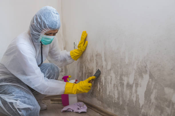 Best Mold Testing  in Clark, SD