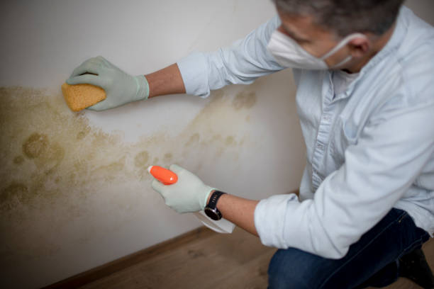 Best Same-Day Mold Removal  in Clark, SD