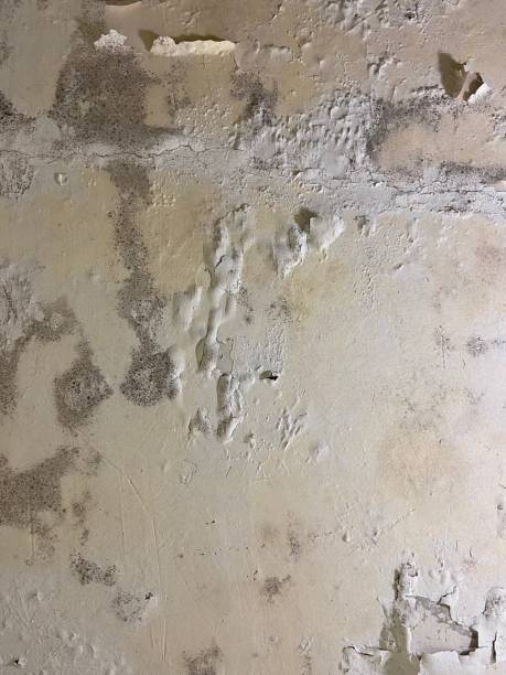Best Fast Mold Removal  in Clark, SD