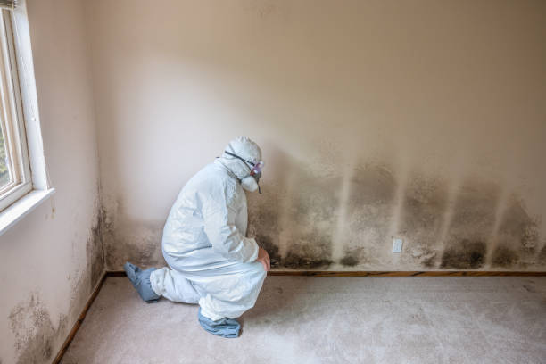 Best Certified Mold Removal  in Clark, SD