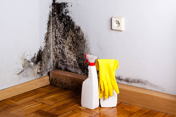 Best Mold Damage Repair  in Clark, SD