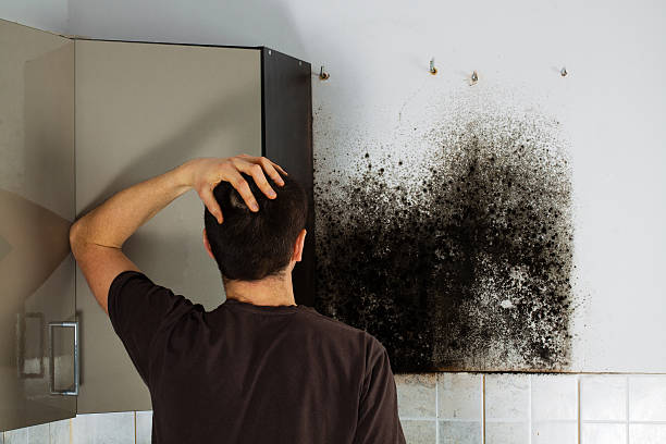 Best Mold Remediation Experts  in Clark, SD