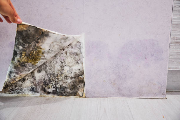 Best Fast Mold Removal  in Clark, SD